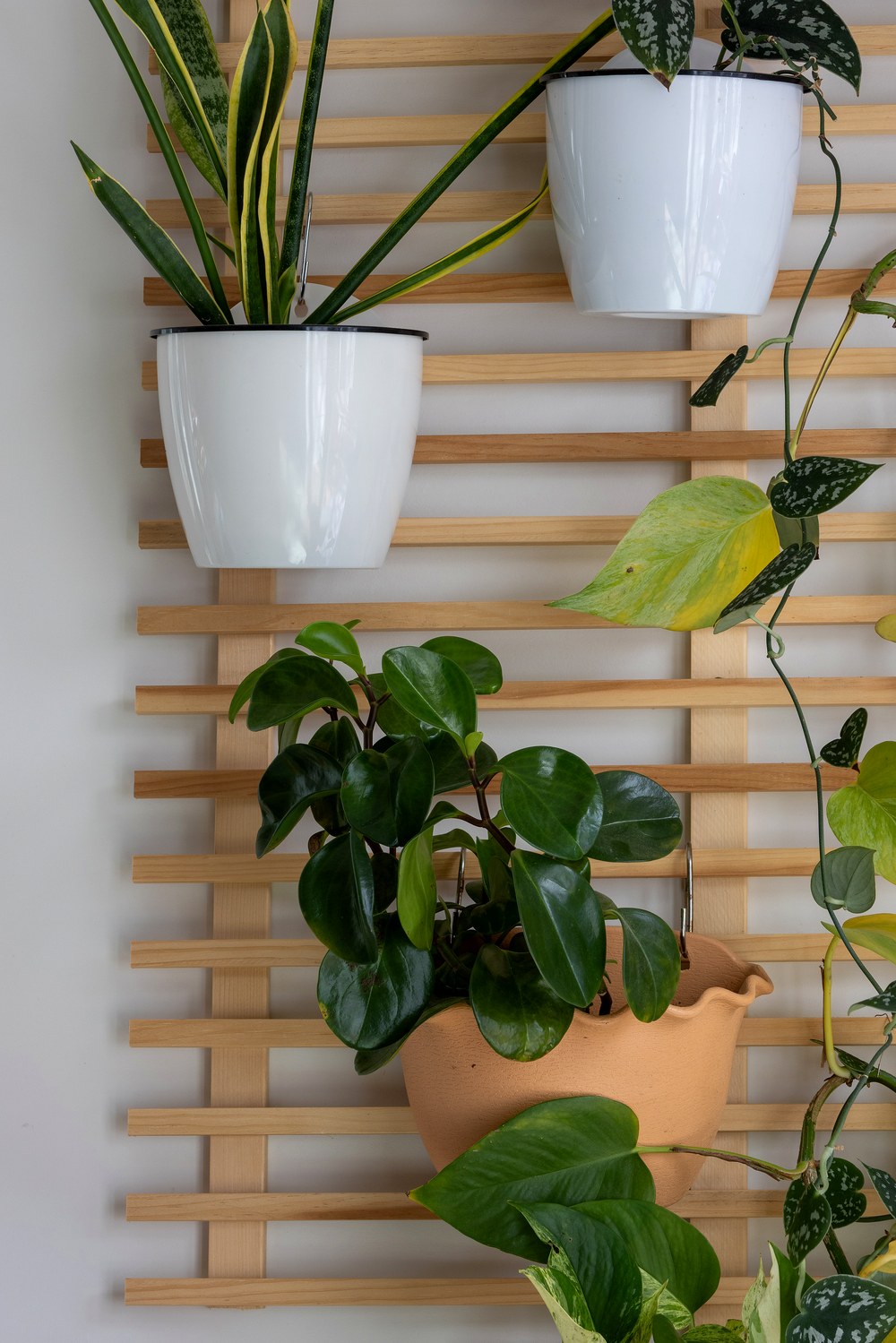 Air plant and trailing pothos hanging from the planter rack